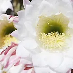Foglie D' Acqua Bed & Breakfast