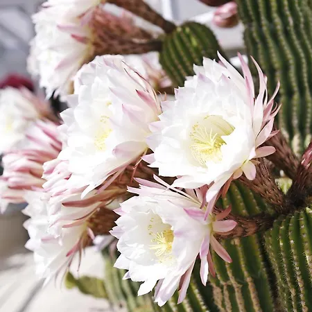 Foglie D' Acqua Bed & Breakfast 4*